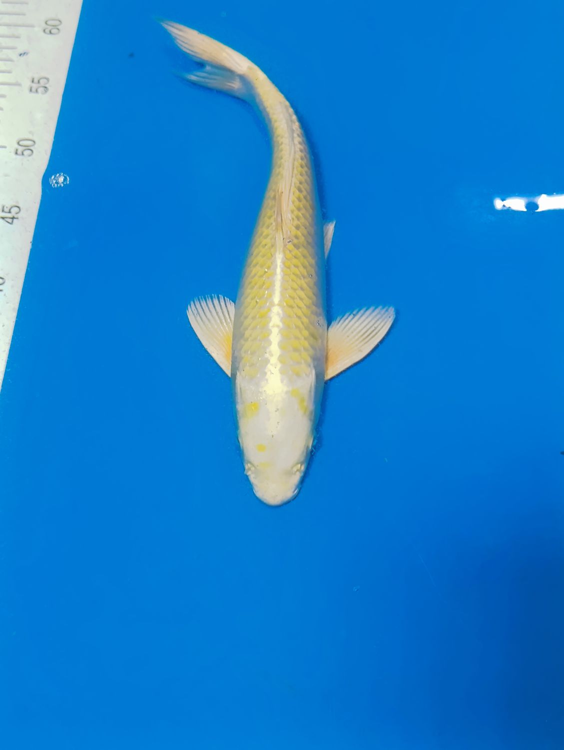 Karp Koi Yamabuki 34 cm