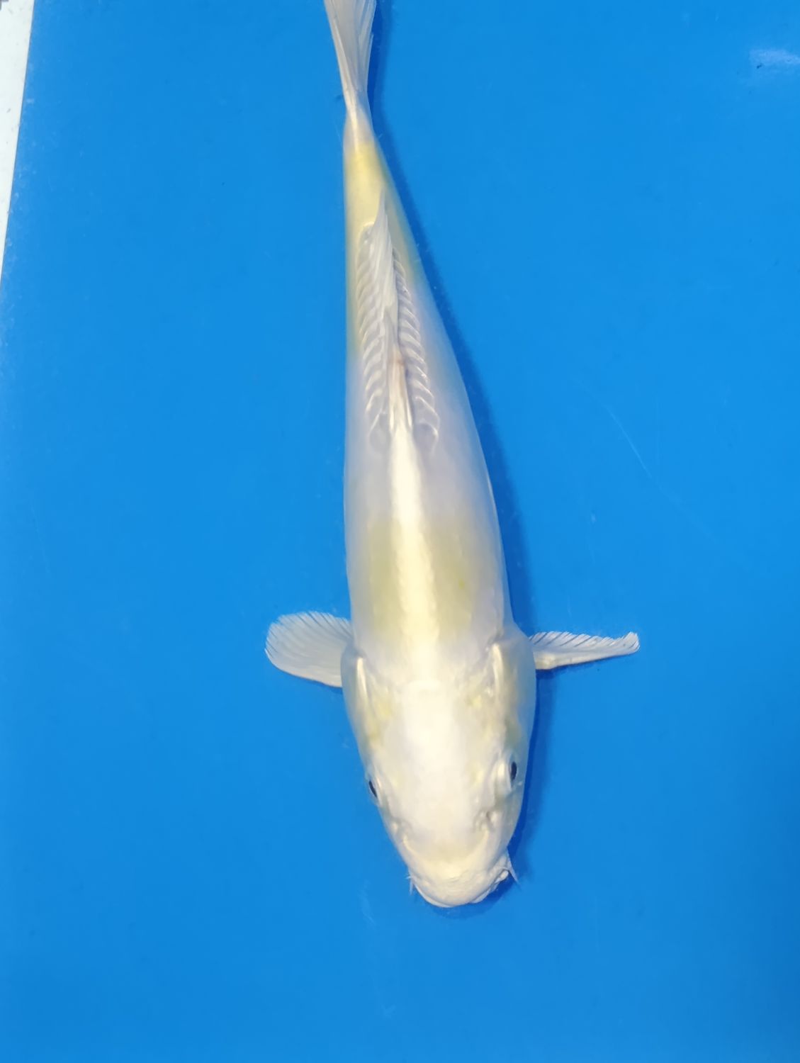 Karp Koi Doitsu hariwake 35 cm