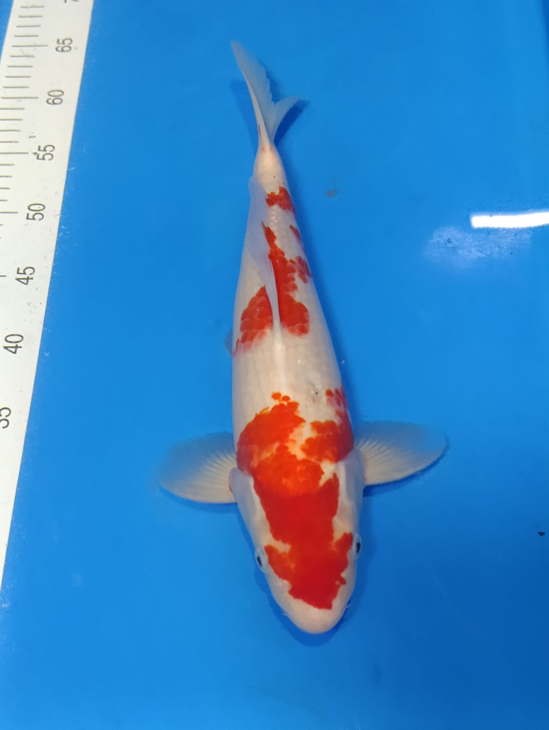 Karp Koi Kohaku 38 cm