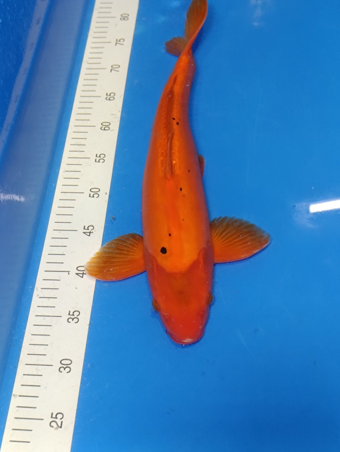 Karp Koi Doitsu Aka Bekko 45 cm