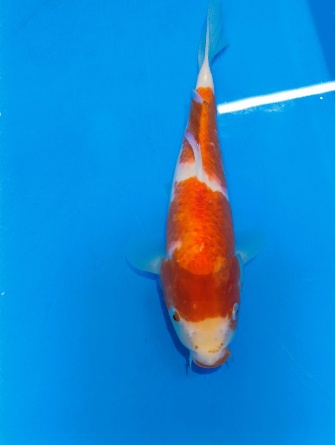Karp Koi Kohaku 35 cm