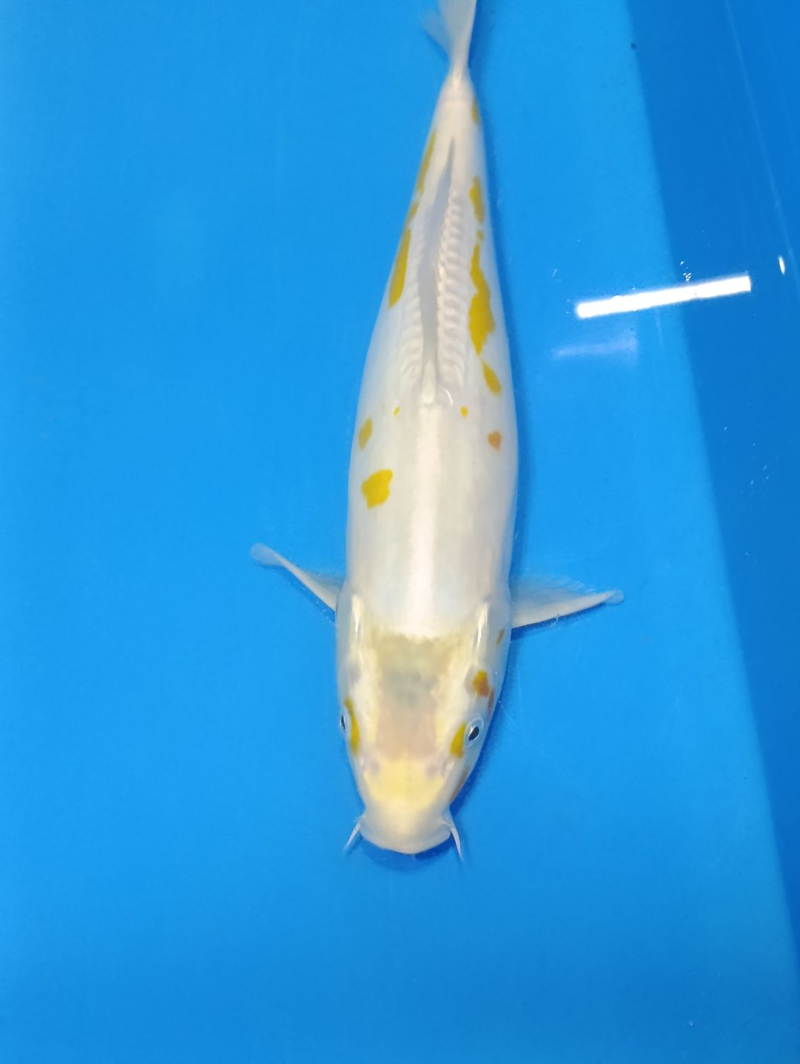 Karp Koi Doitsu hariwake 45 cm