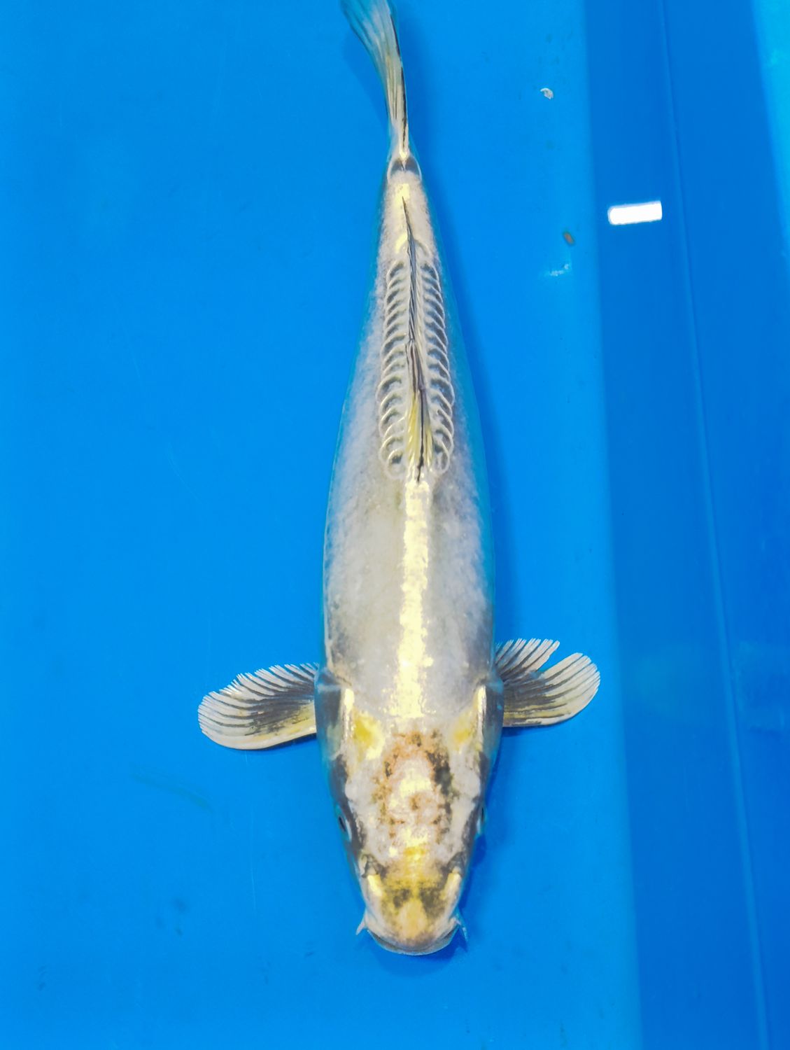 Karp Koi Doitsu Kogane Ochiba 46