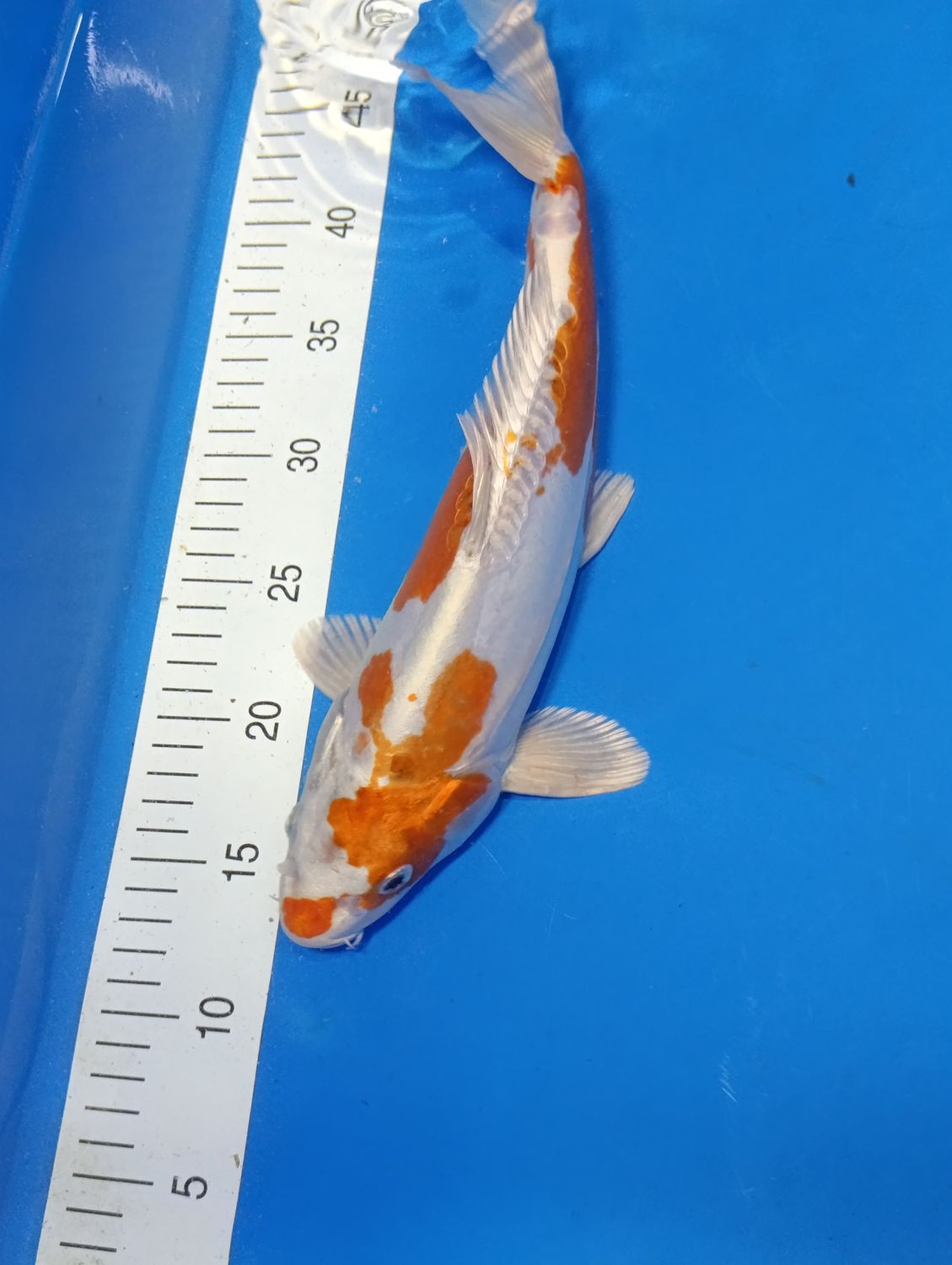 Karp Koi Kikusui 35cm