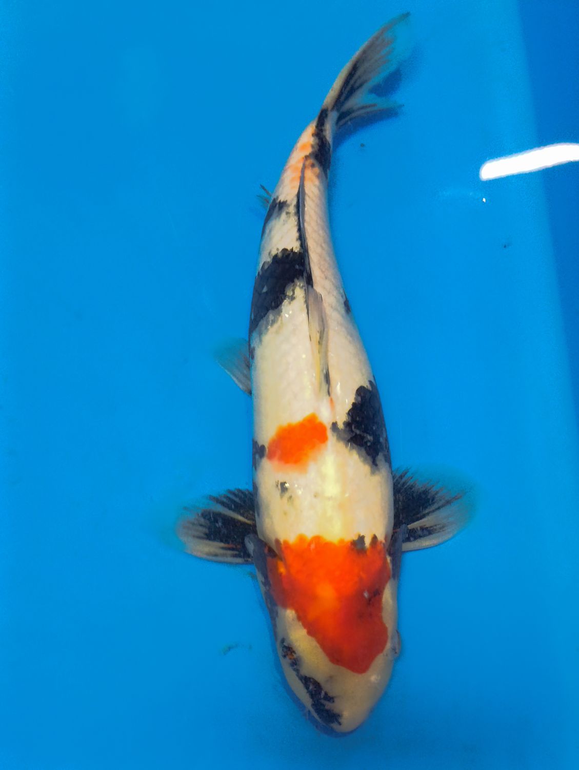 Karp Koi Showa 40 cm