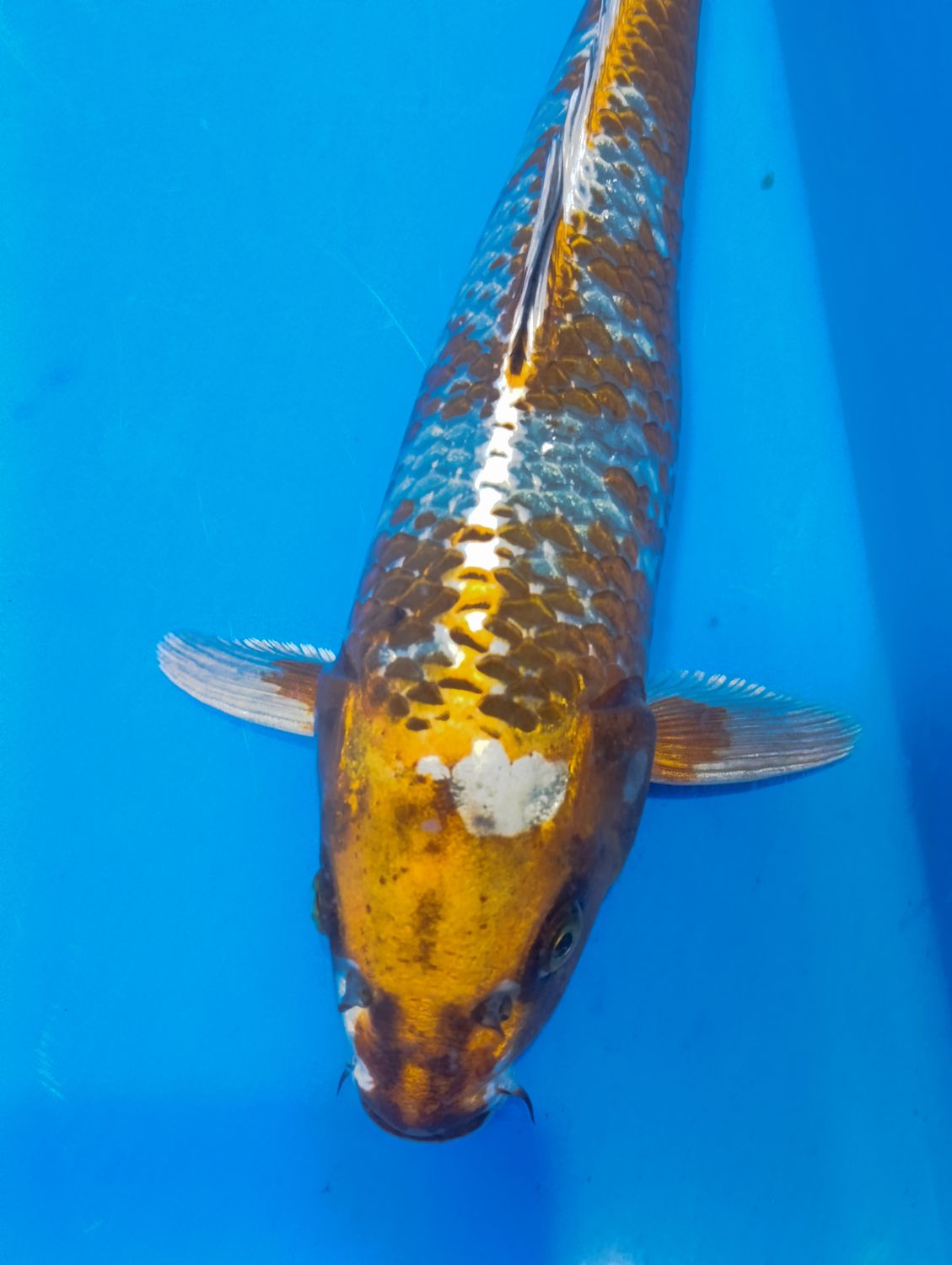 Karp Koi Kogane ochiba 37 cm