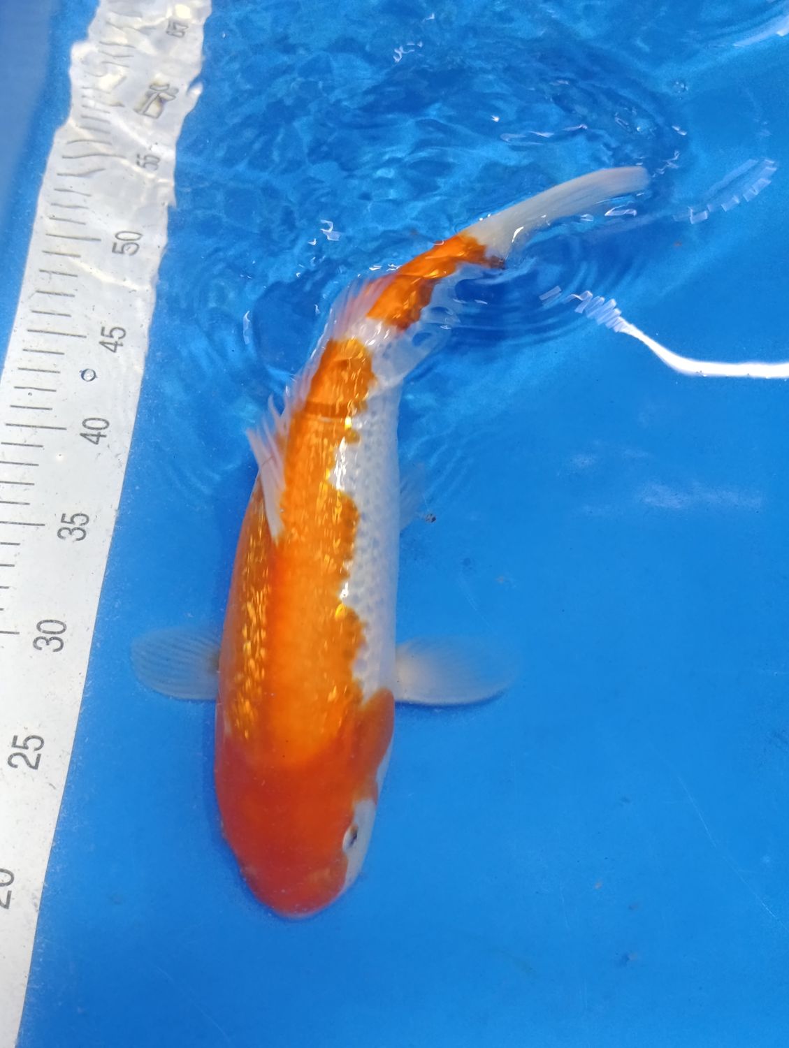 Karp Koi Gin rin Kohaku 37 cm