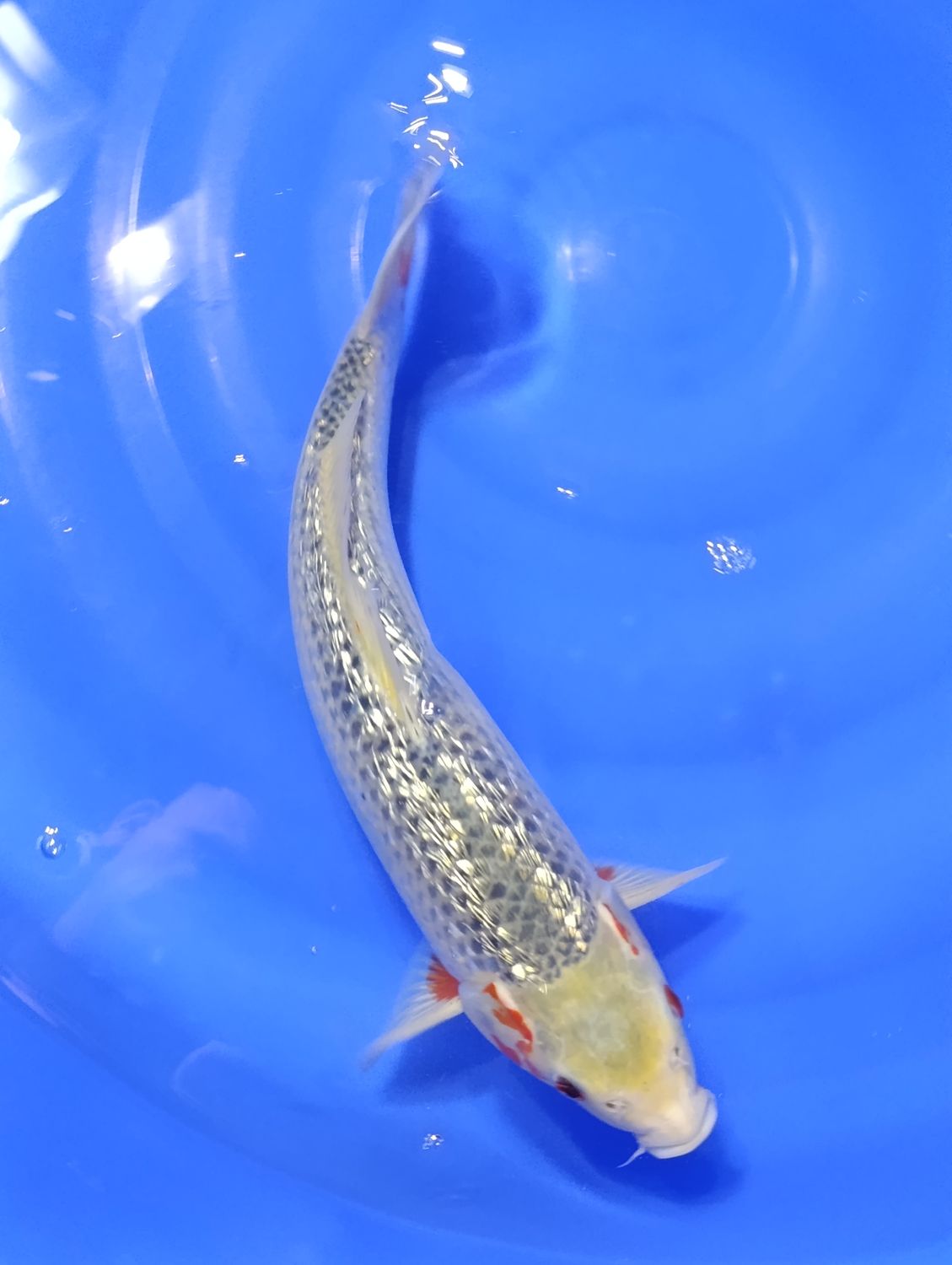 Karp Koi Gin rin Asagi 42 cm