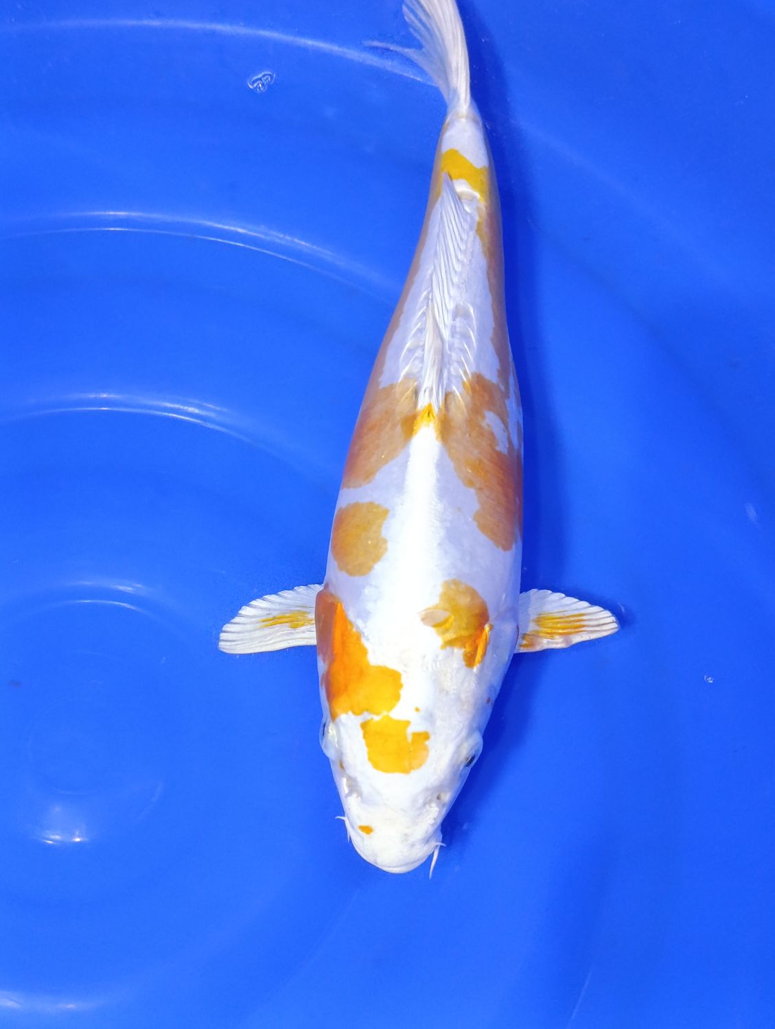 Karp Koi Doitsu lemon Hariwake 37 cm