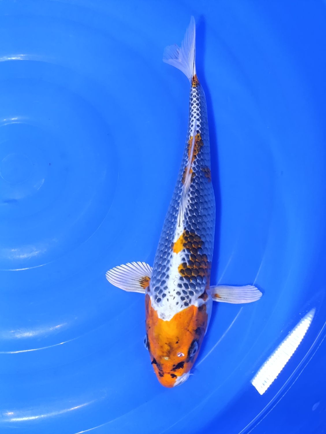 Karp Koi Kujaku 41 cm