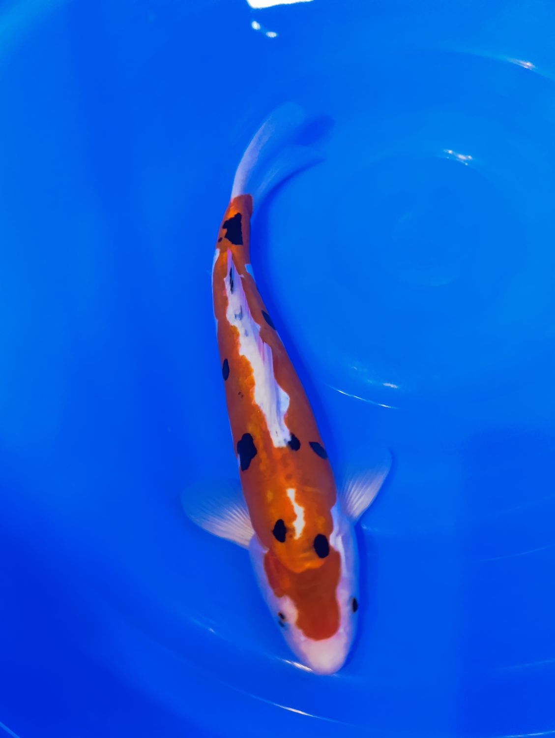 Karp Koi Doitsu Sanke 35 cm