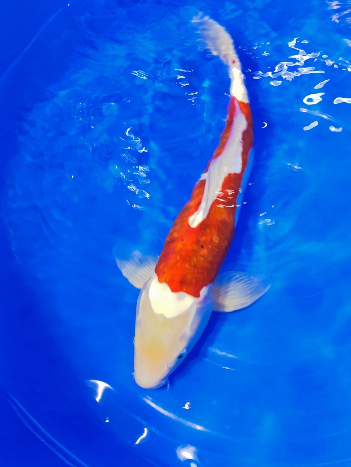 Karp Koi Doitsu Kohaku 51 cm