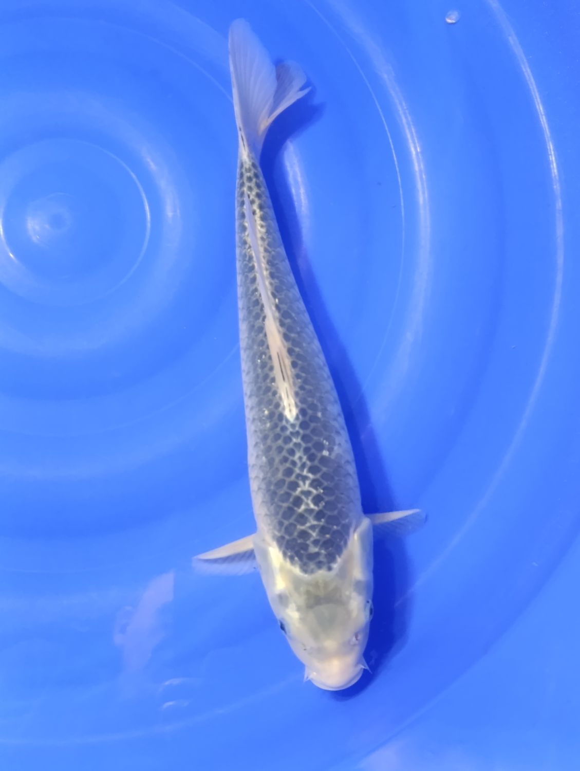 Karp Koi Asagi 41 cm