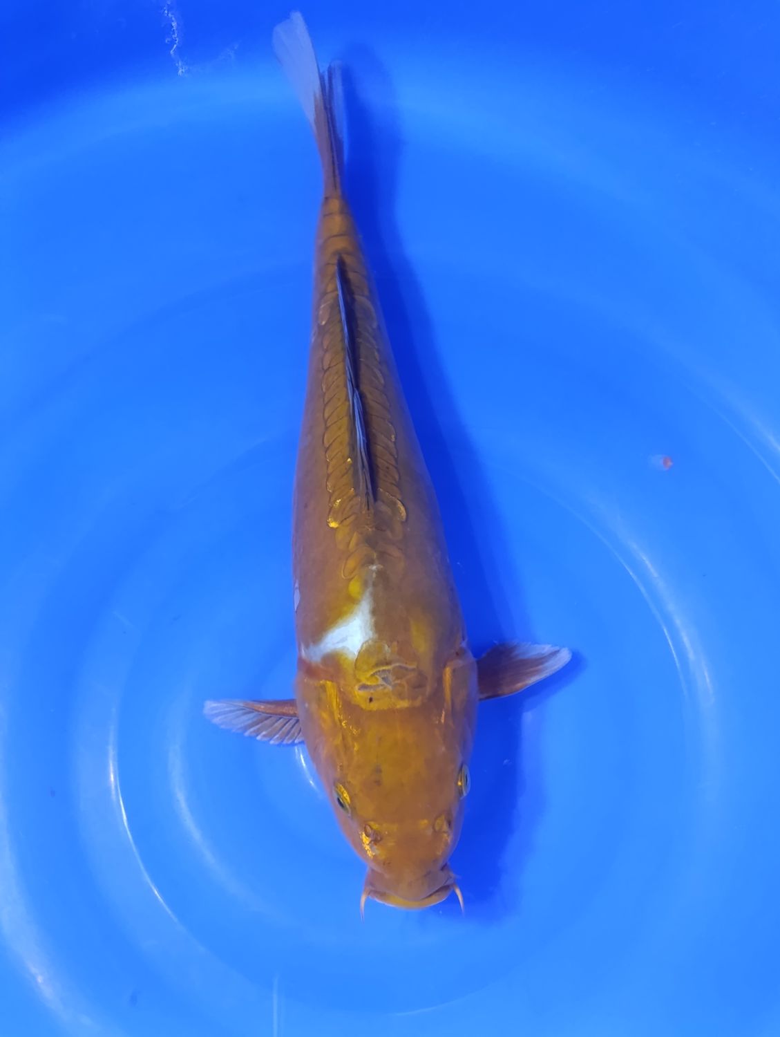 Karp Koi Doitsu Ochiba 40 cm