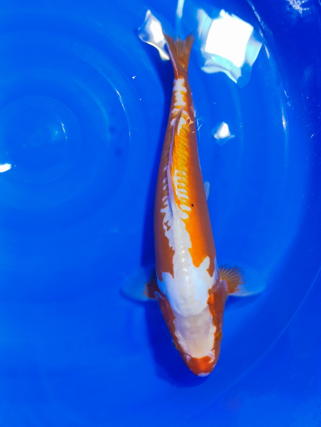 Karp Koi Red Ochiba 45 cm