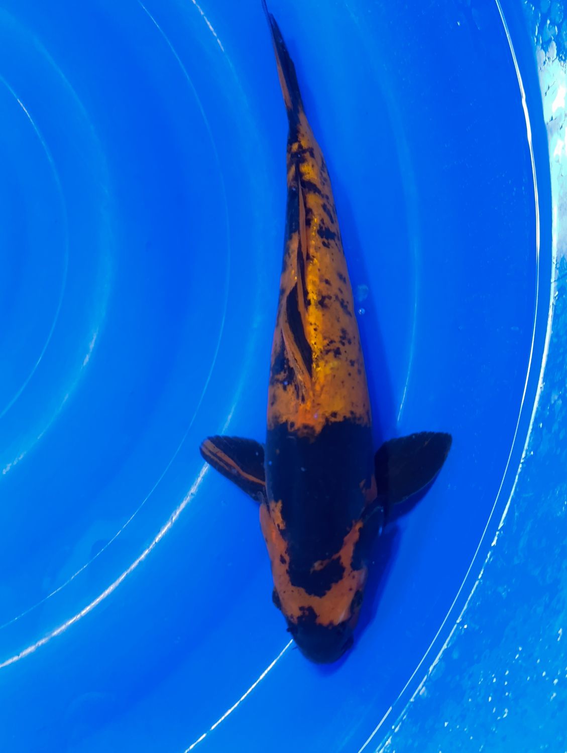 Karp Koi Doitsu hi utsuru 35 cm