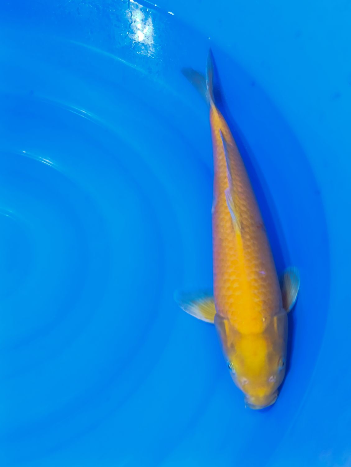 Karp Koi Karashigoi 42 cm
