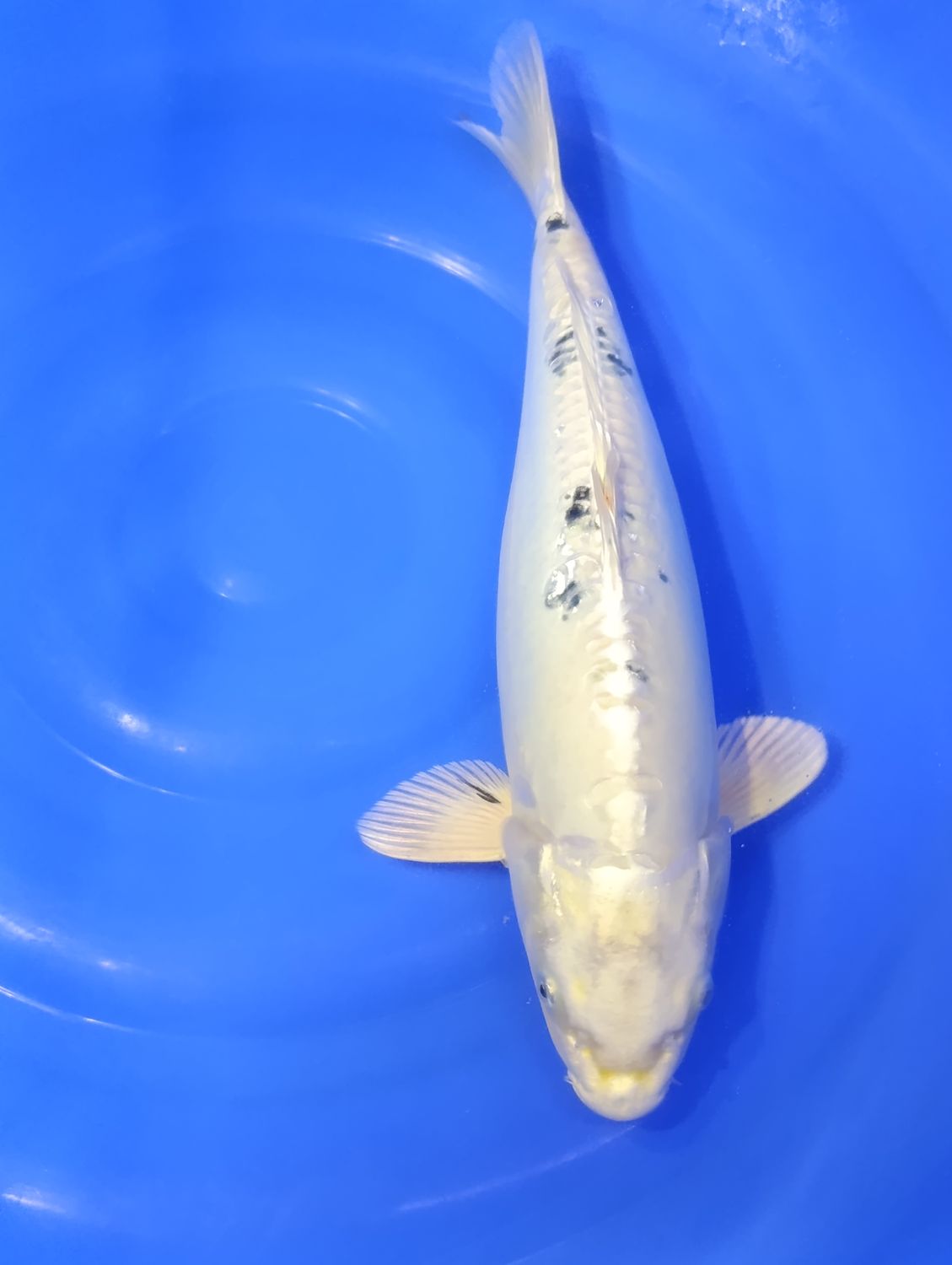 Karp Koi Kin Bekko 42 cm