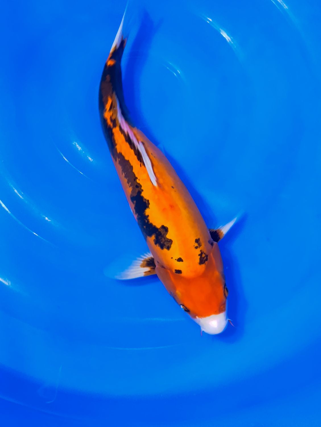 Karp Koi Beni komonryu 42 cm