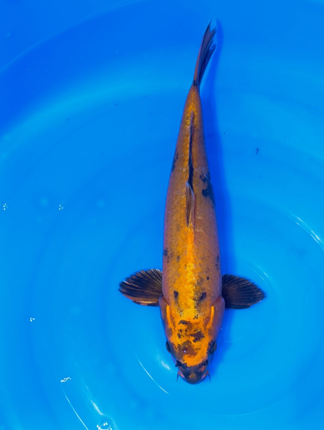 Karp Koi Kin ki utsuri 45 cm