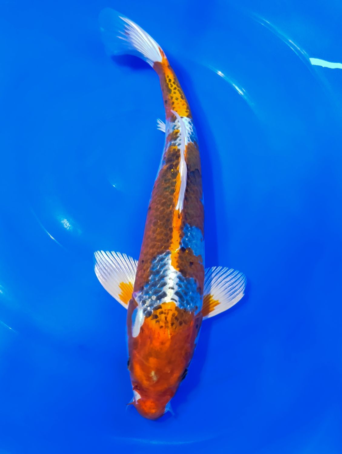 Karp Koi Kujaku 42 cm