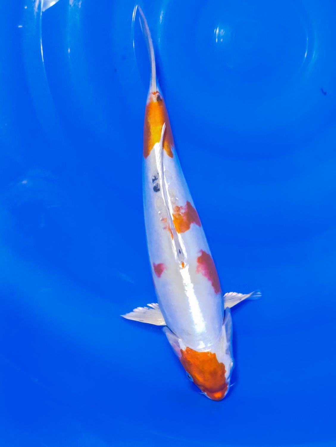 Karp Koi Doitsu Yamato Nishiki 38 cm