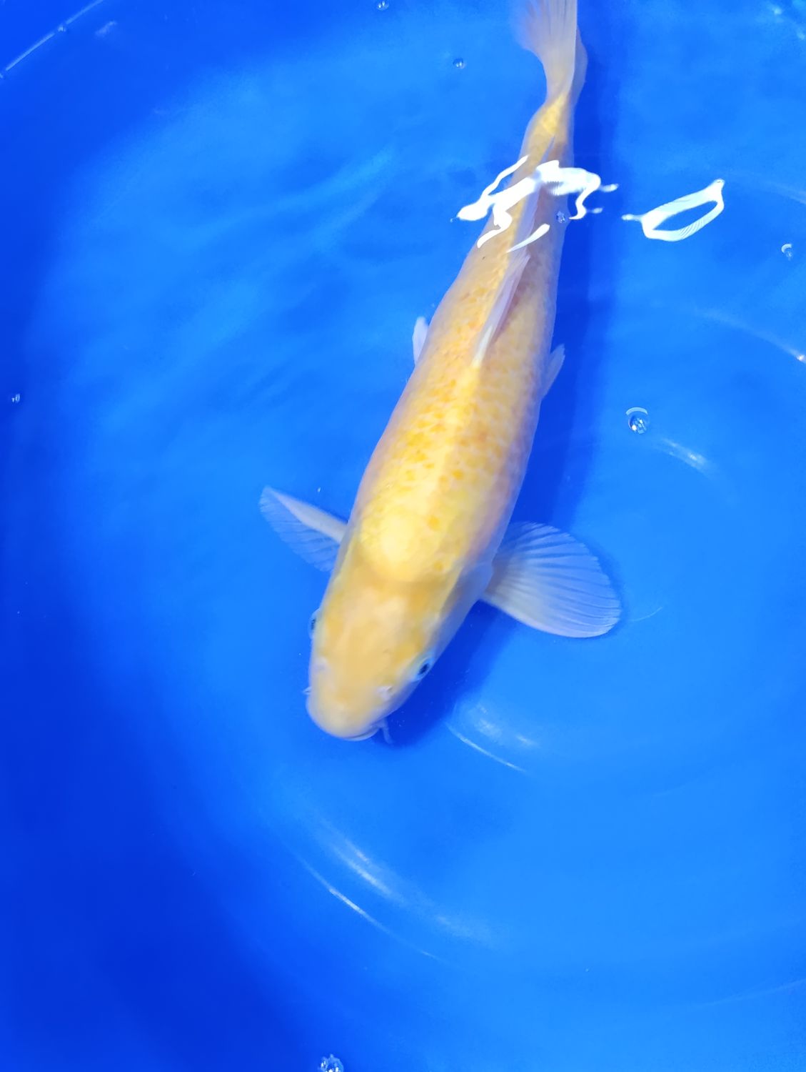 Karp Koi Karashigoi 45 cm