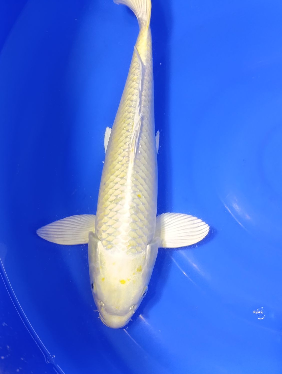Karp Koi Yamabuki 42 cm