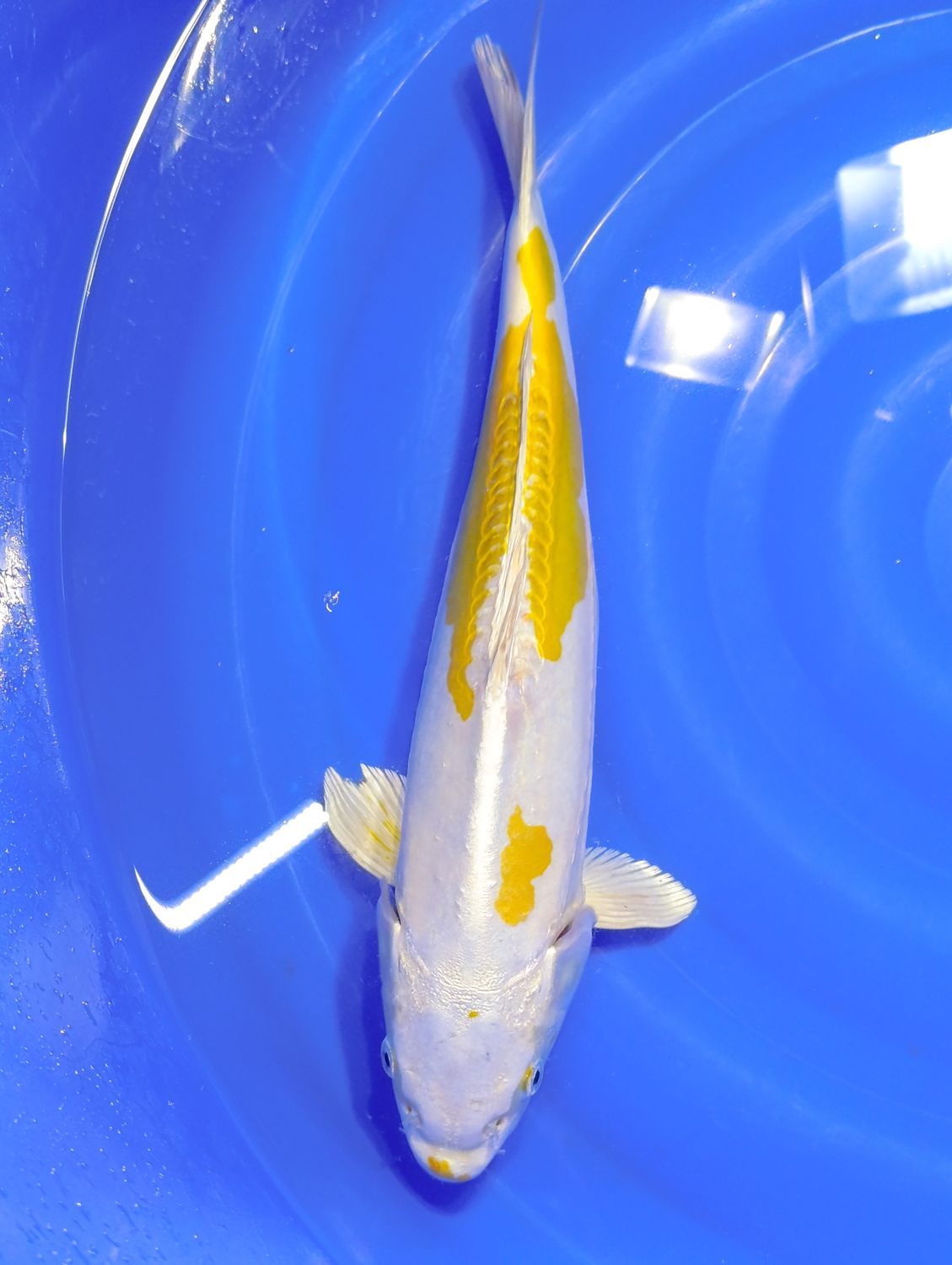 Karp Koi Hariwake 41 cm