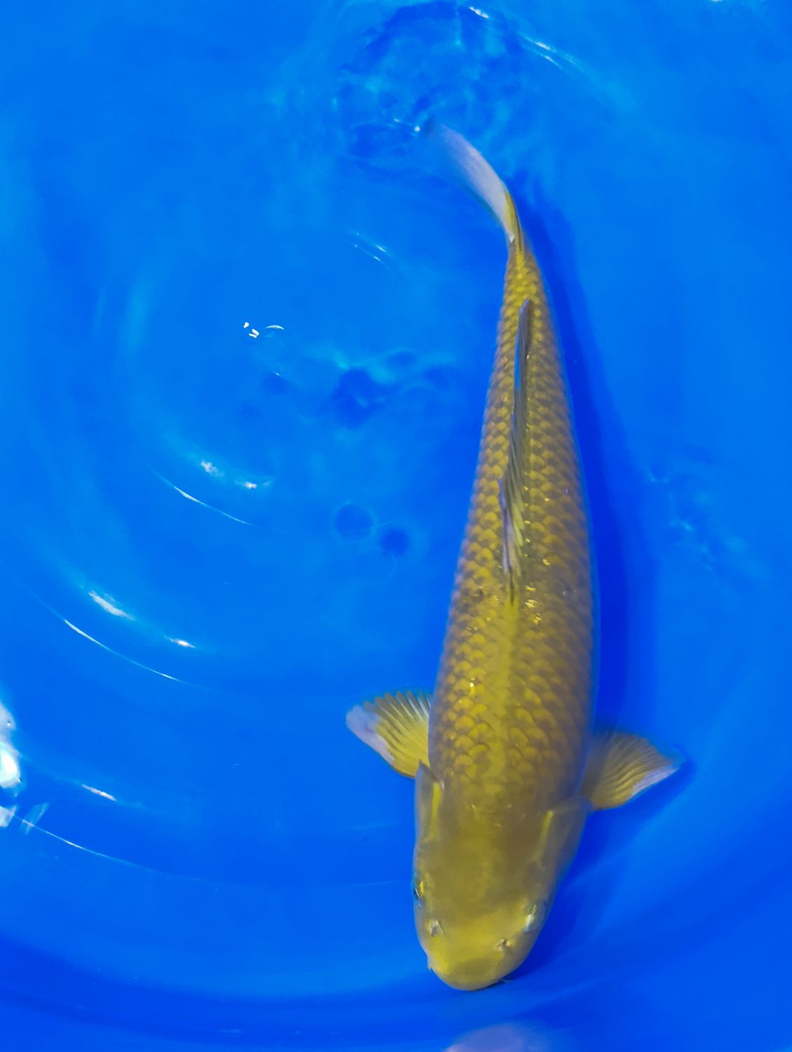 Karp Koi Chagoi 45 cm