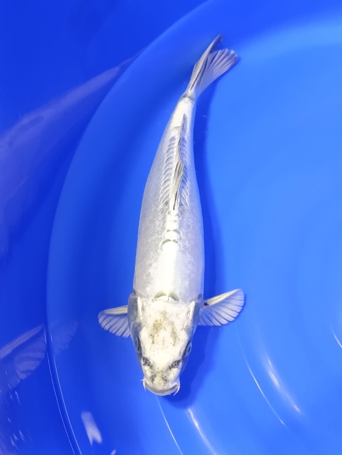 Karp Koi Kogane Ochiba 40 cm