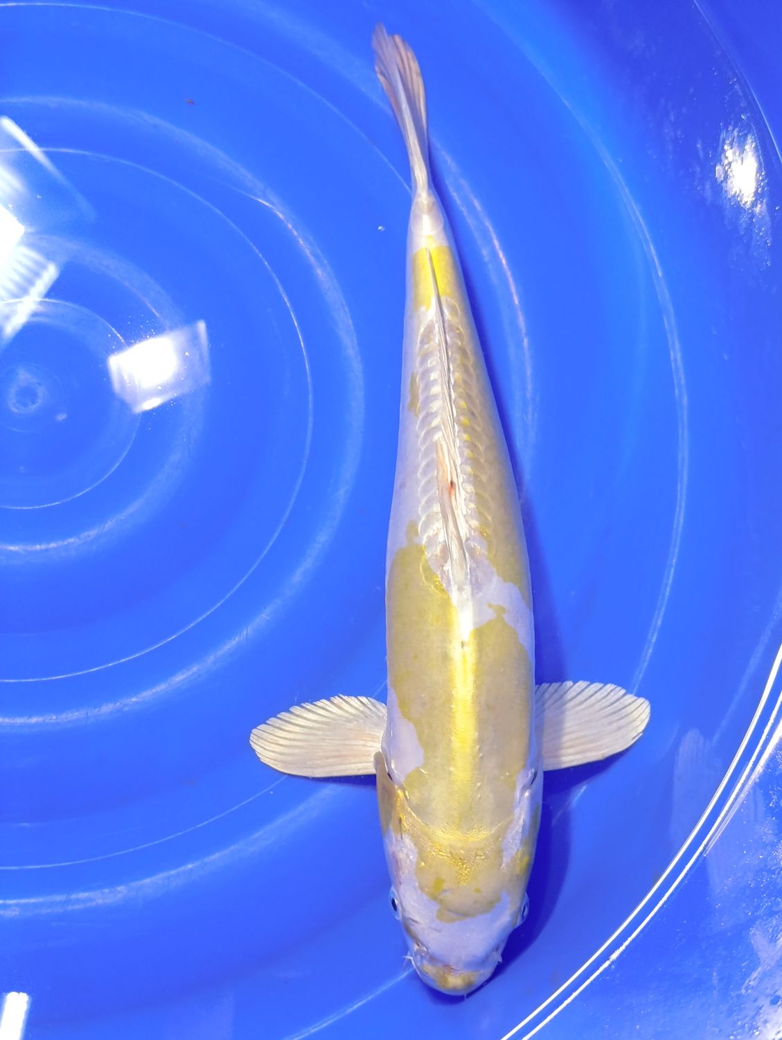 Karp Koi Hariwake 48 cm