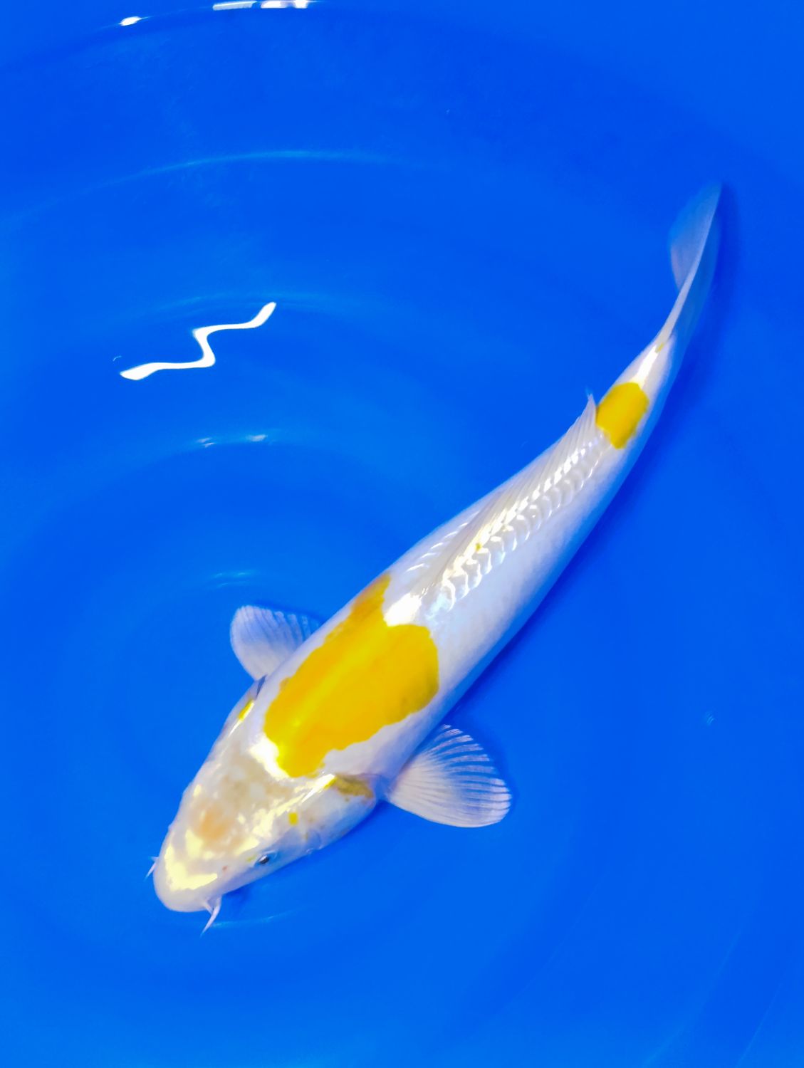 Karp Koi Hariwake 42 cm