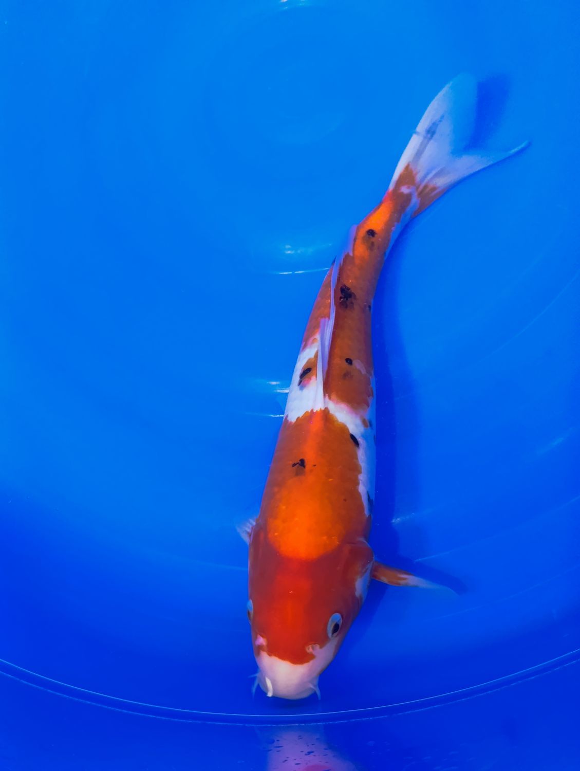 Karp Koi Sanke 39 cm