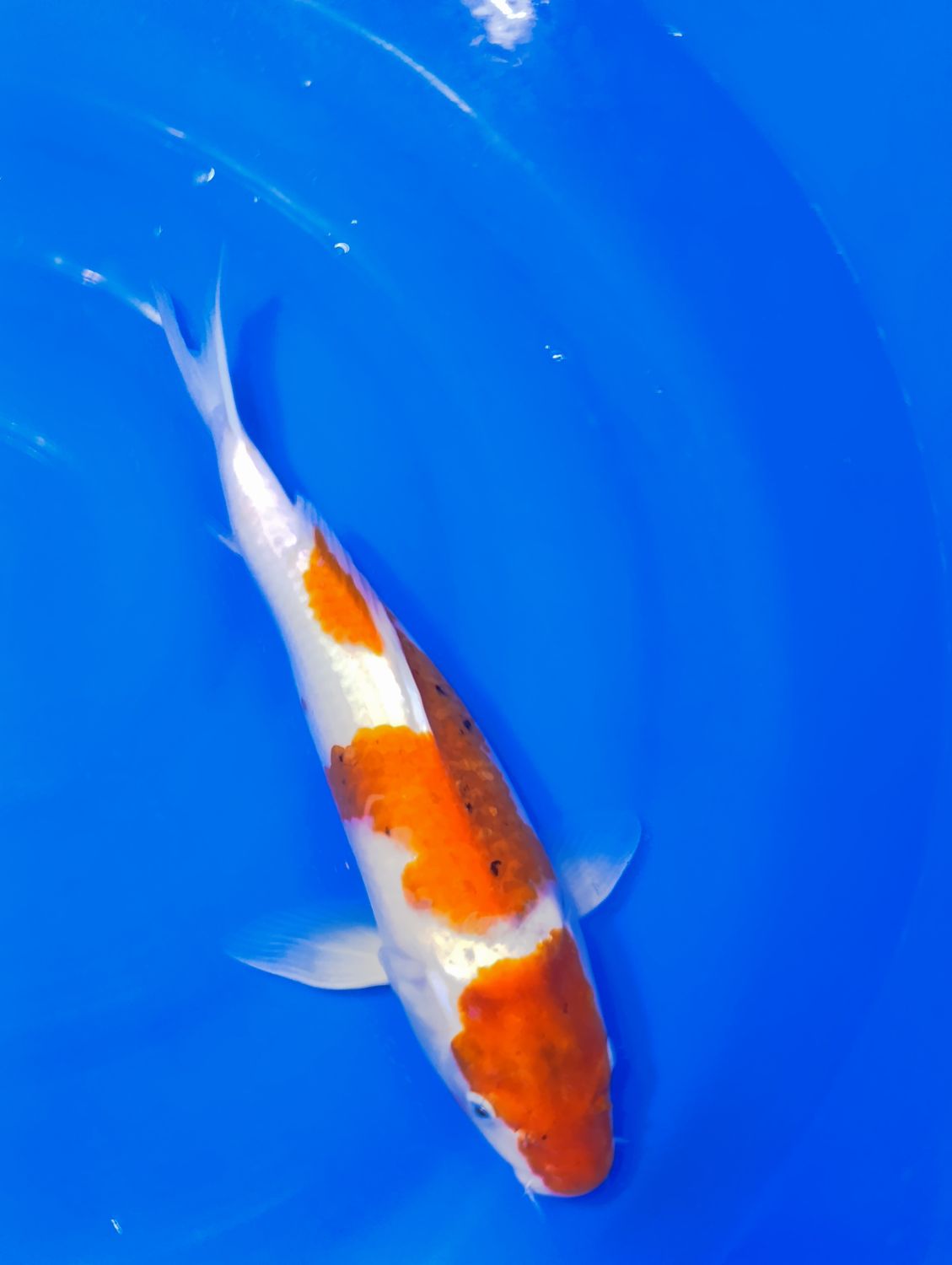 Karp Koi Goromo 39 cm