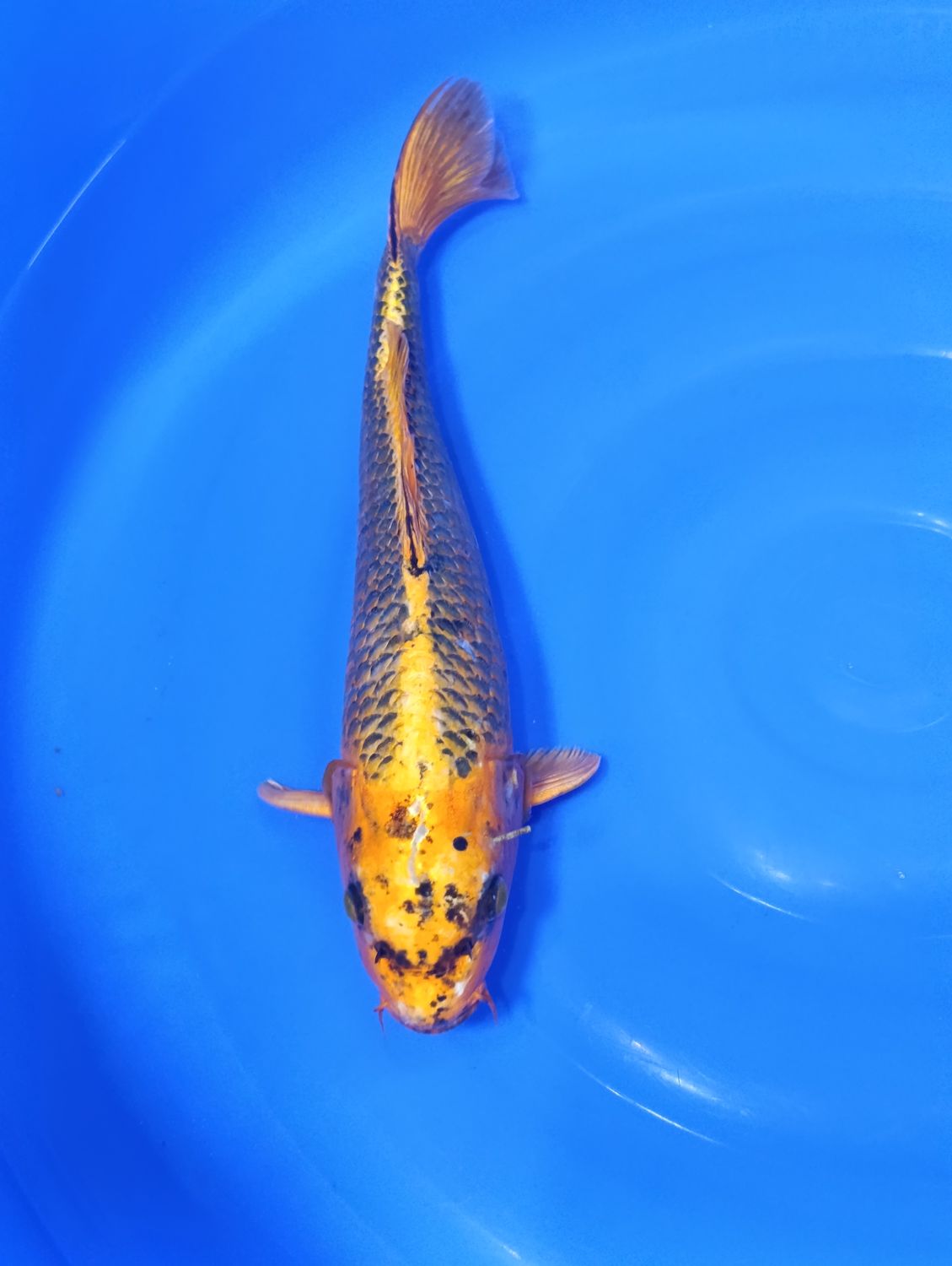 Karp Koi Ki Matsuba 41 cm