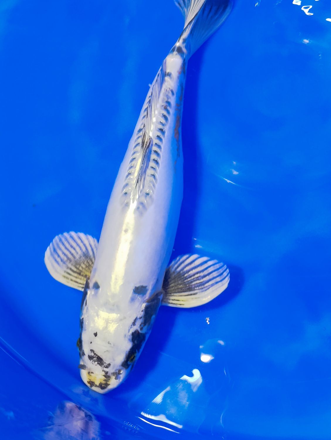 Karp Koi Doitsu Kogane Ochiba 42 cm