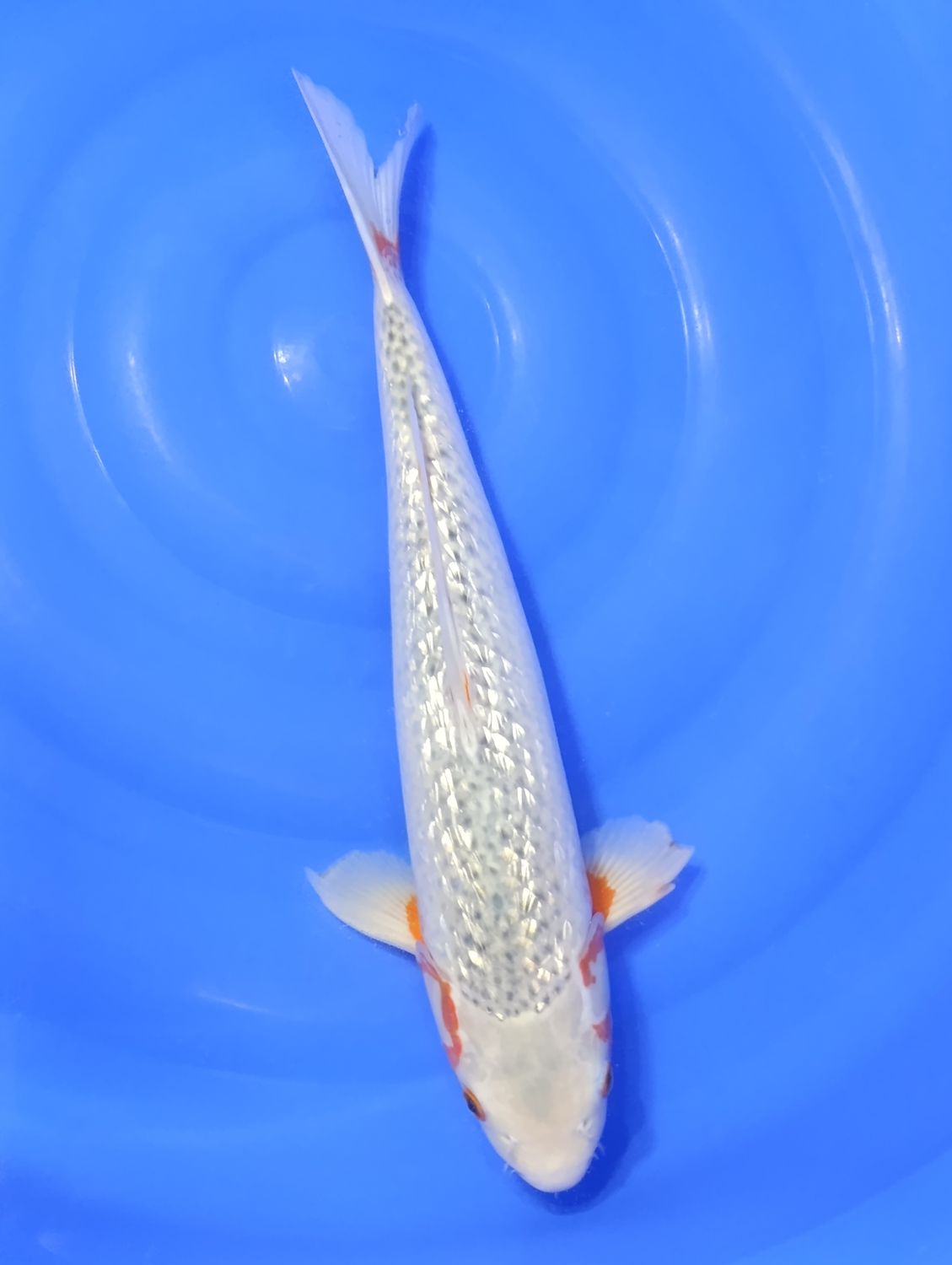 Karp Koi Ginrin Asagi 42