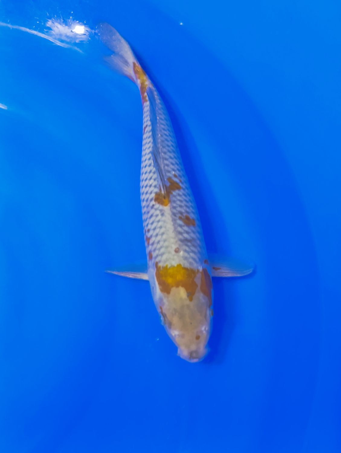 Karp Koi Ochiba 38 cm