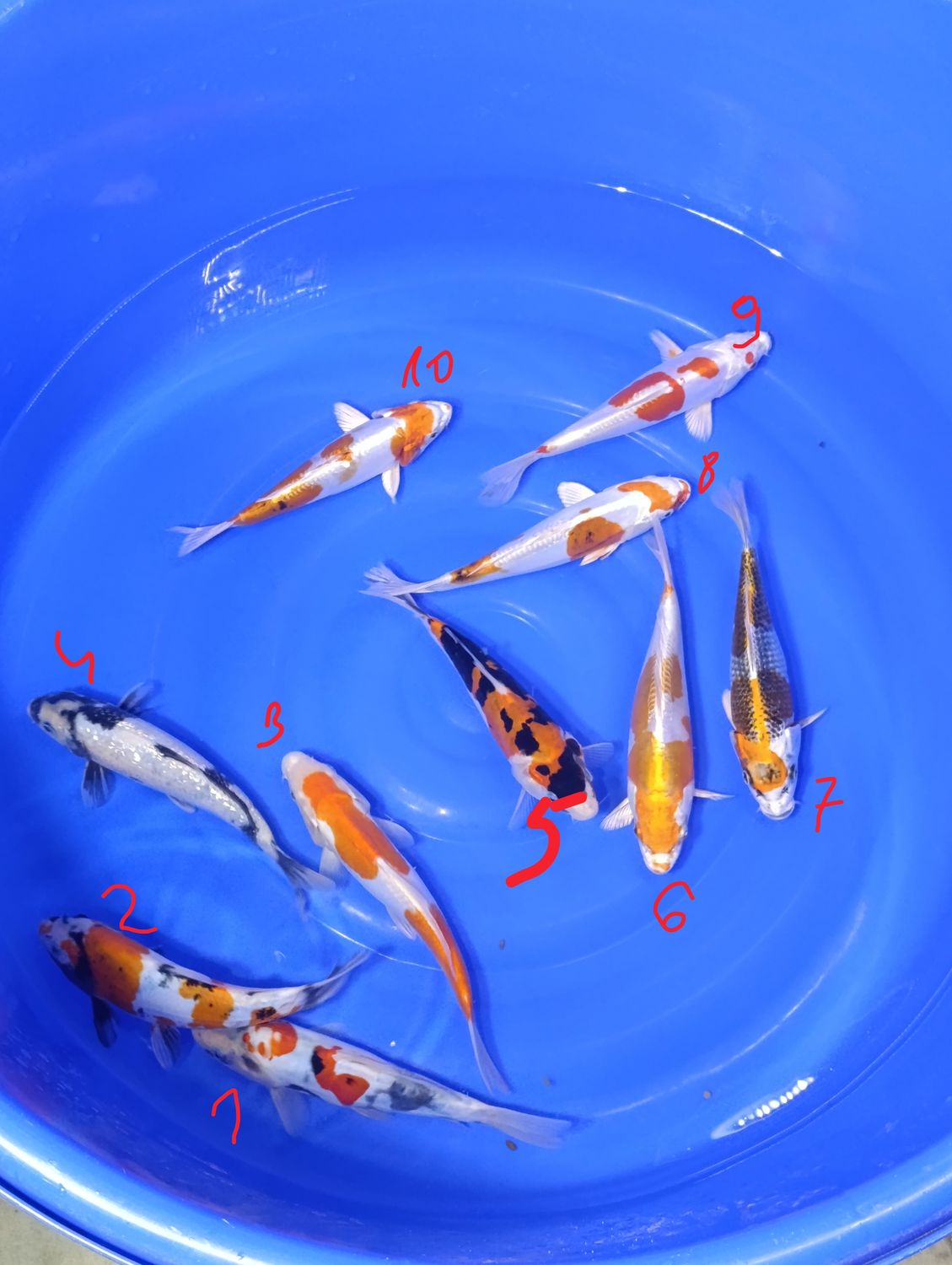 Karp koi mix 20-25 cm cena za jedną sztukę