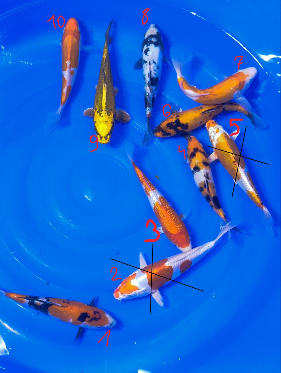 Karp koi mix 20-15 cm cena za sztukę