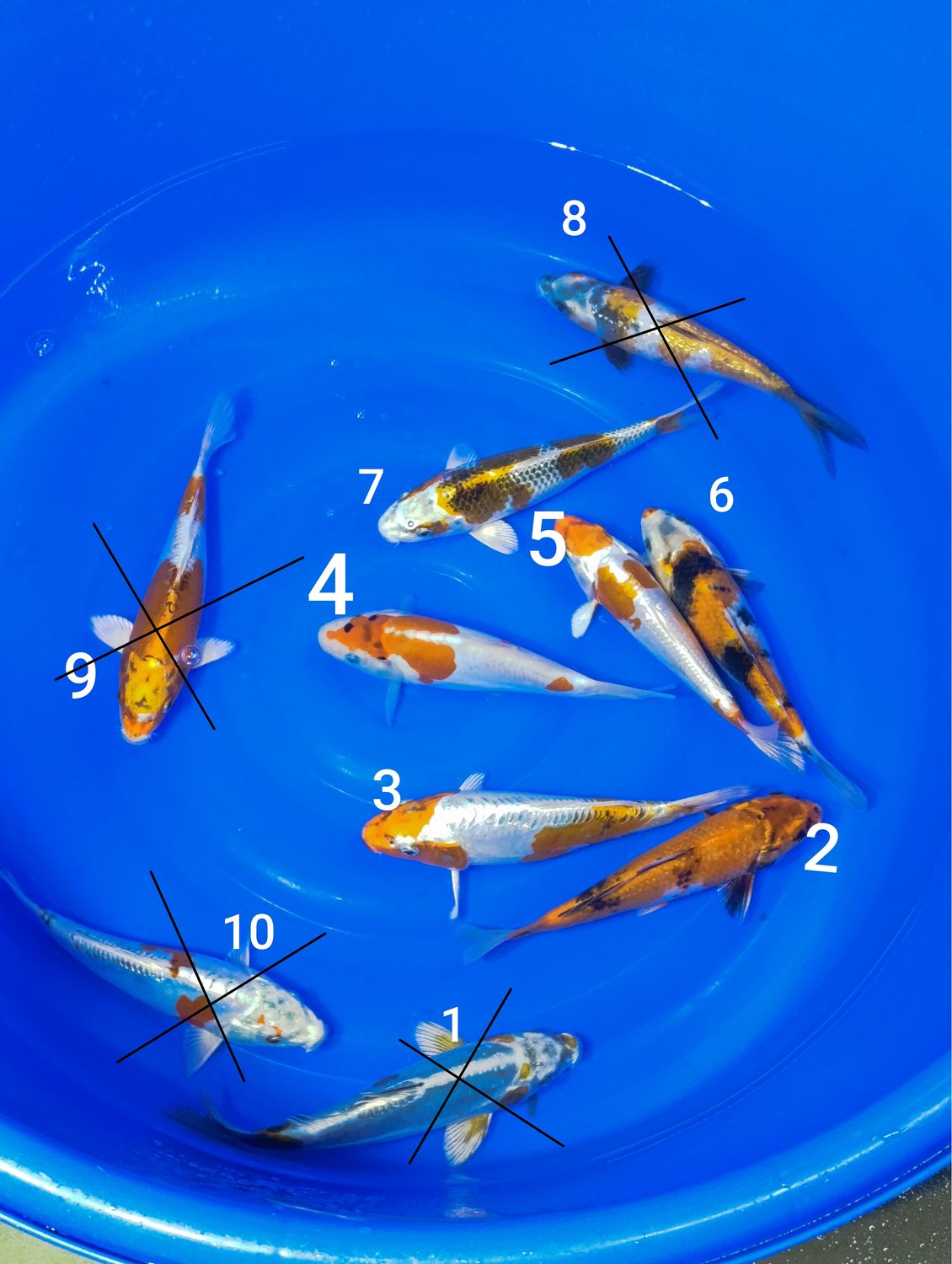 Karp koi Mix 20-25 cm . Cena za jedną sztukę