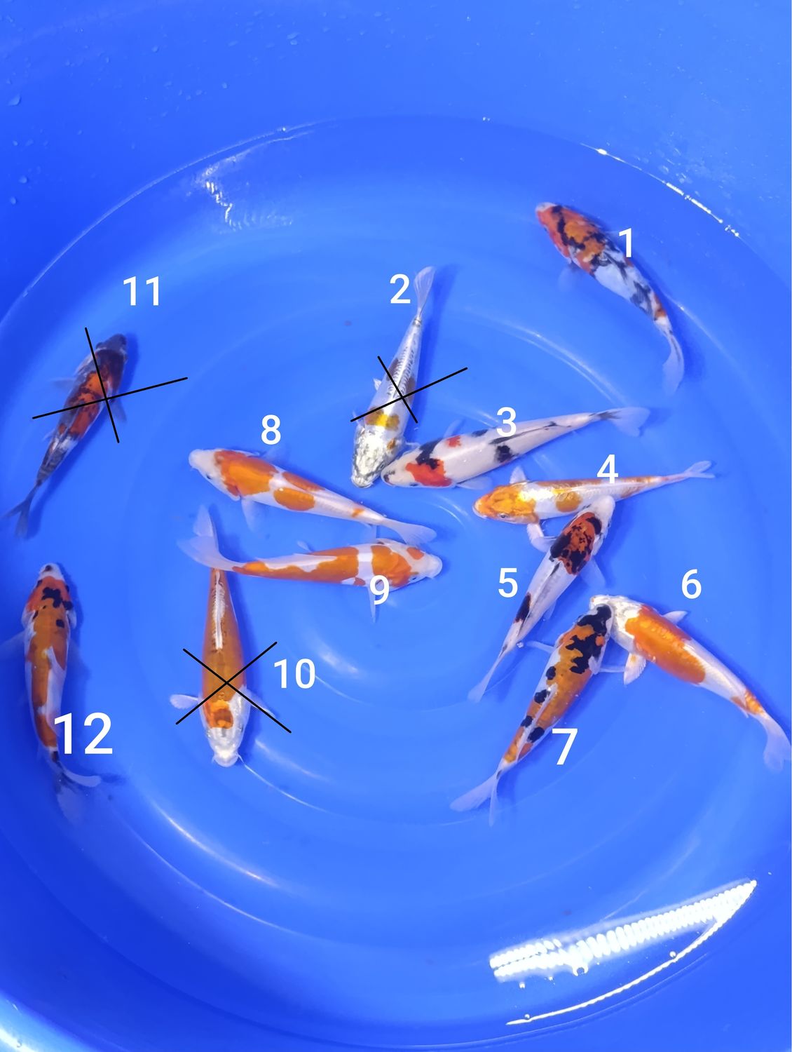 Karp koi Mix 18-20cm .Cena za jedną sztukę