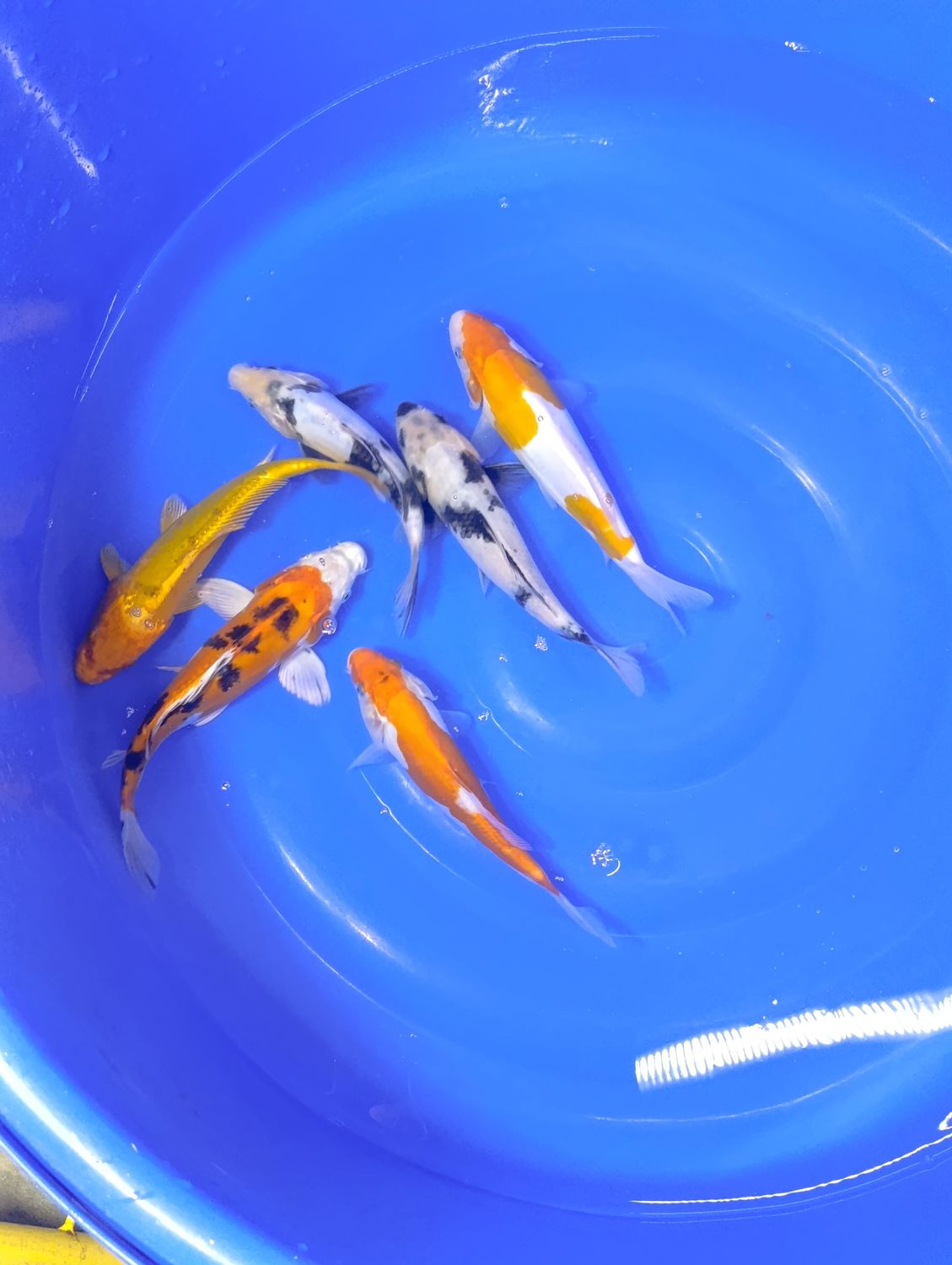 Mix karp koi 20-25 cm cena za jedną sztukę