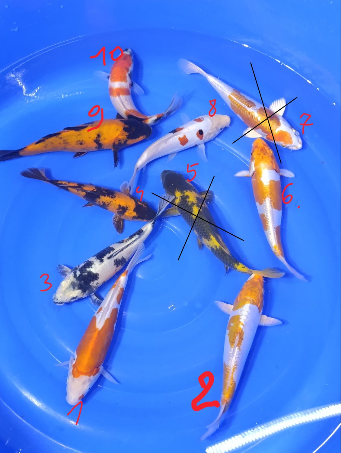 Karp koi mix 20-25 cm cena za jedną sztukę