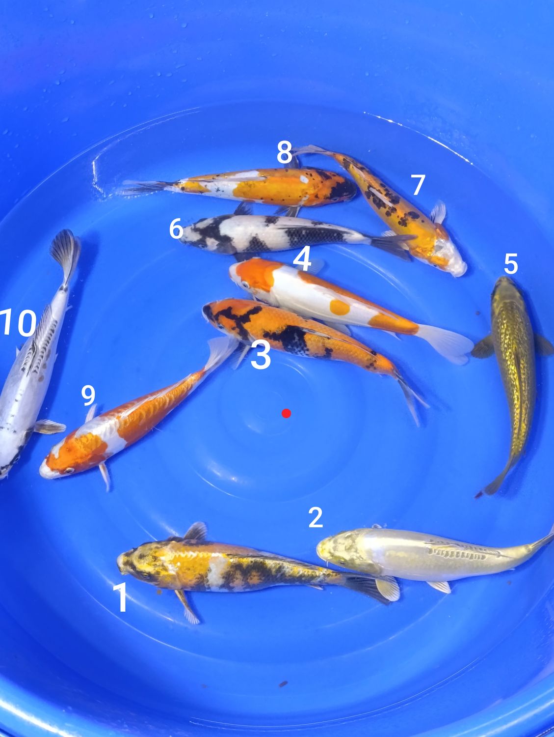 Karp koi Mix 25-30 cm . Cena za jedną sztukę