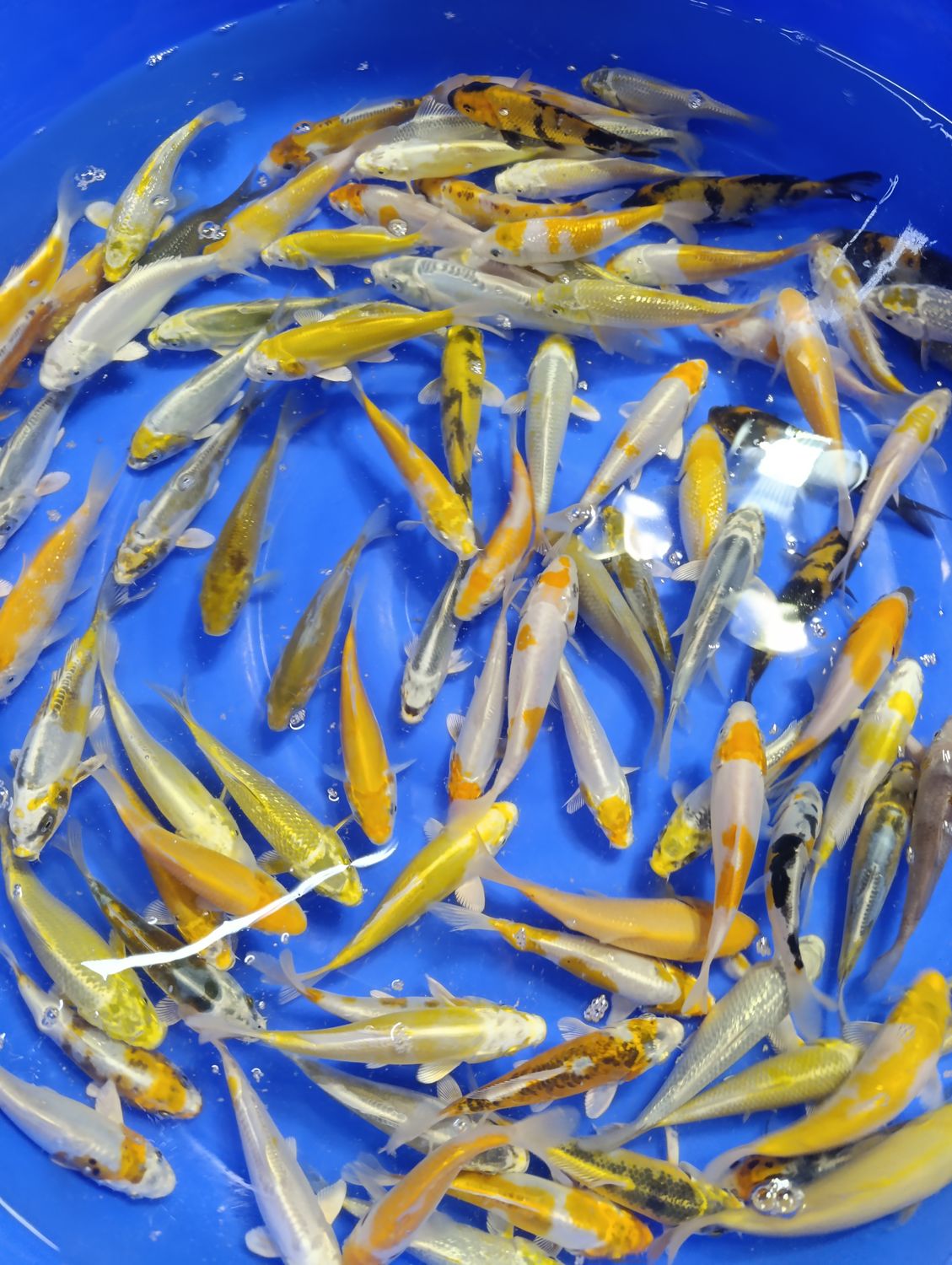 Karp koi mix odmian 12-15 cm