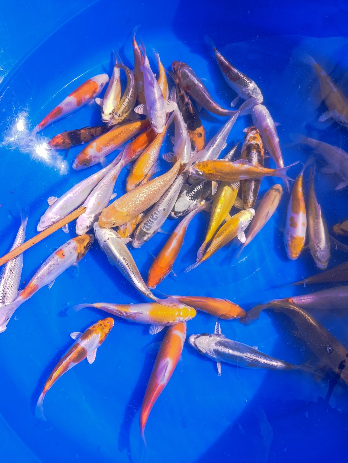 Karp koi mix 15-18 cm