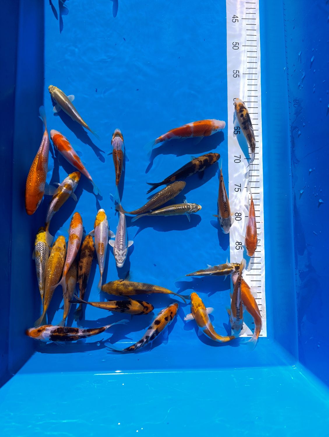 Karp koi mix 10-12 cm