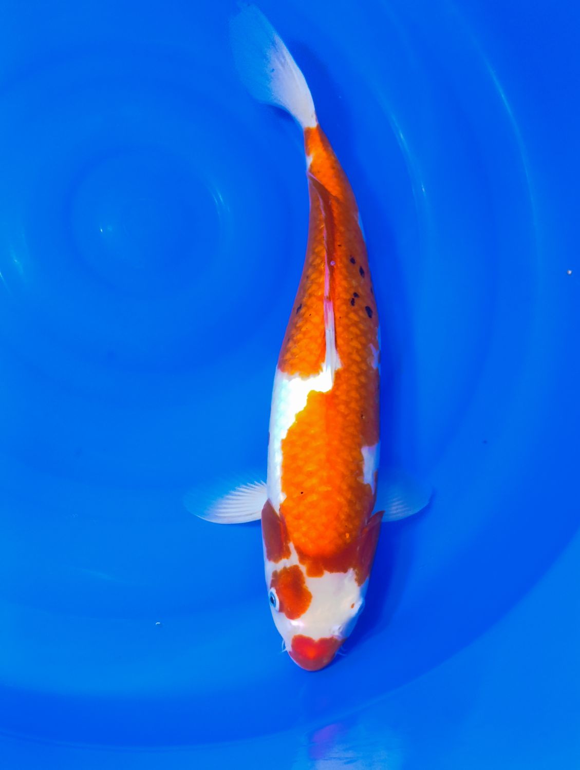 Sanke 50 cm
